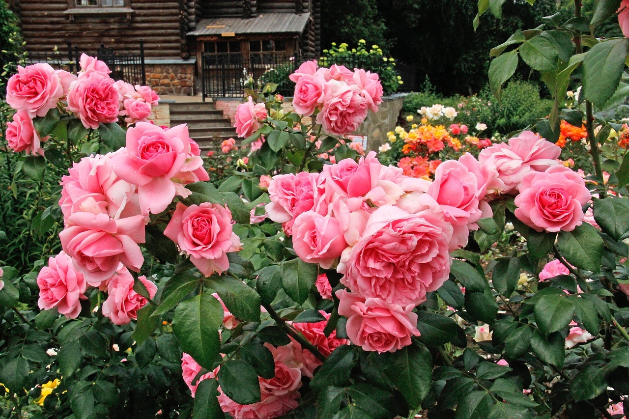 Rose Floribunda: penerangan mengenai varietas yang popular dengan gambar, penanaman dan penjagaan