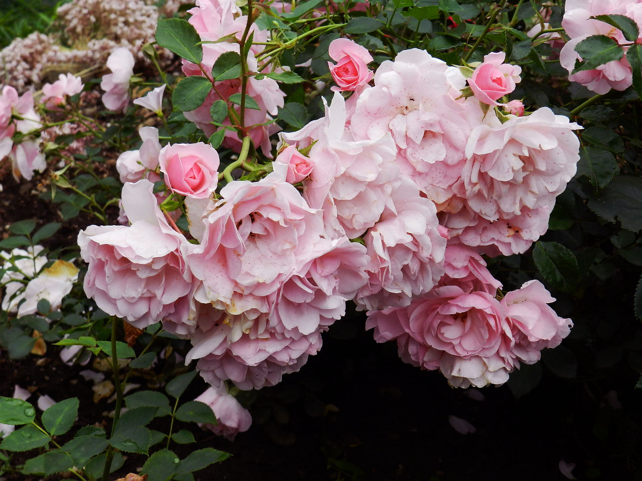 Rose bonica floribunda: penerangan, ciri penanaman dan penjagaan