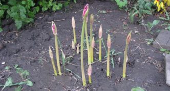 Amaryllis berbunga