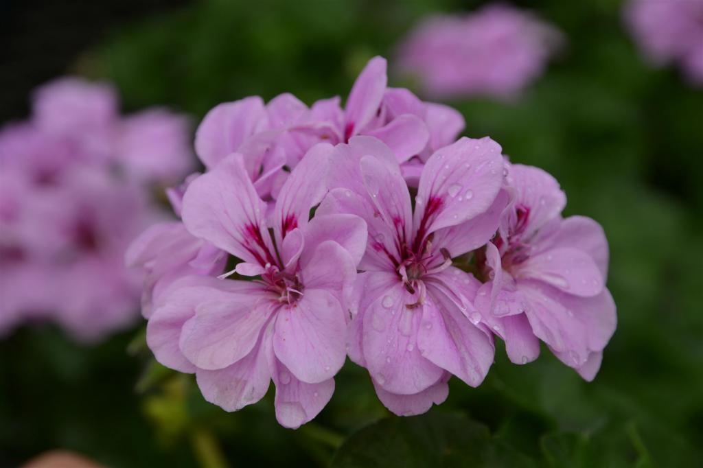 Geranium dalaman: foto, jenis dan varieti