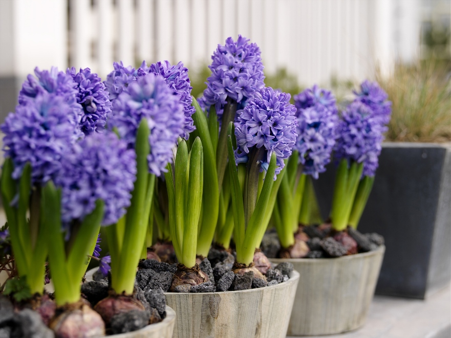 Hyacinth: foto, penanaman dan penjagaan dalam keadaan bilik, memaksa mentol