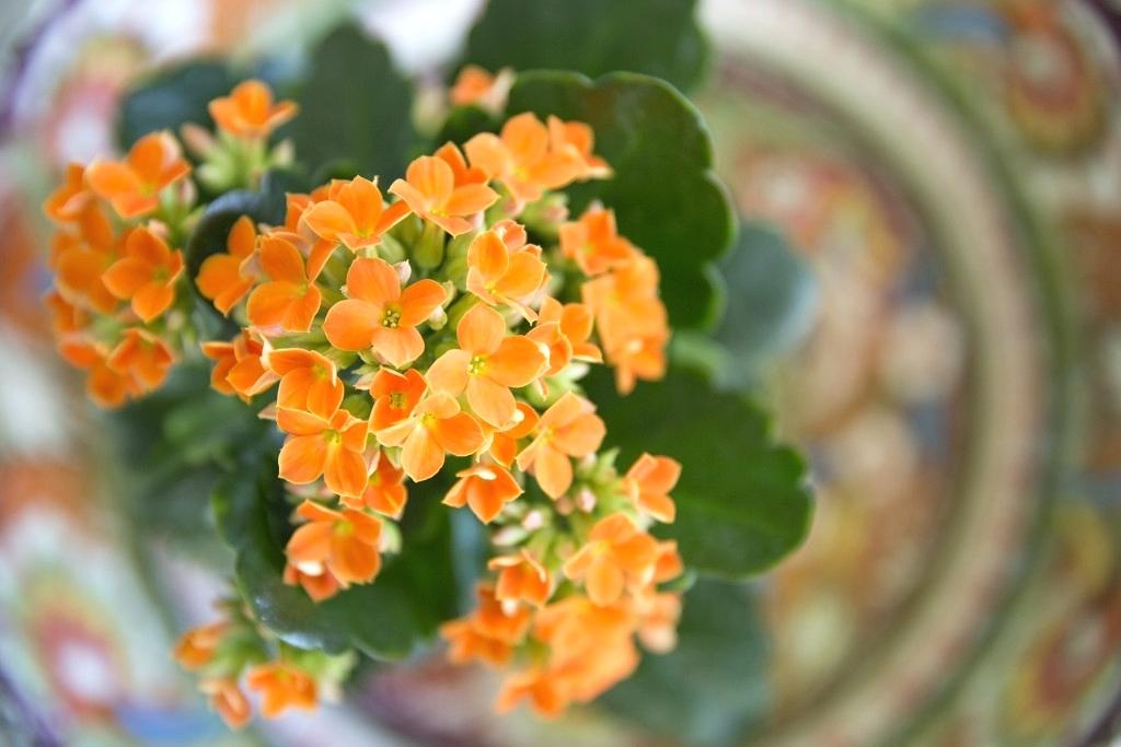 Bagaimana cara menjaga bunga Kalanchoe di rumah?