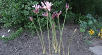 Amaryllis berbunga