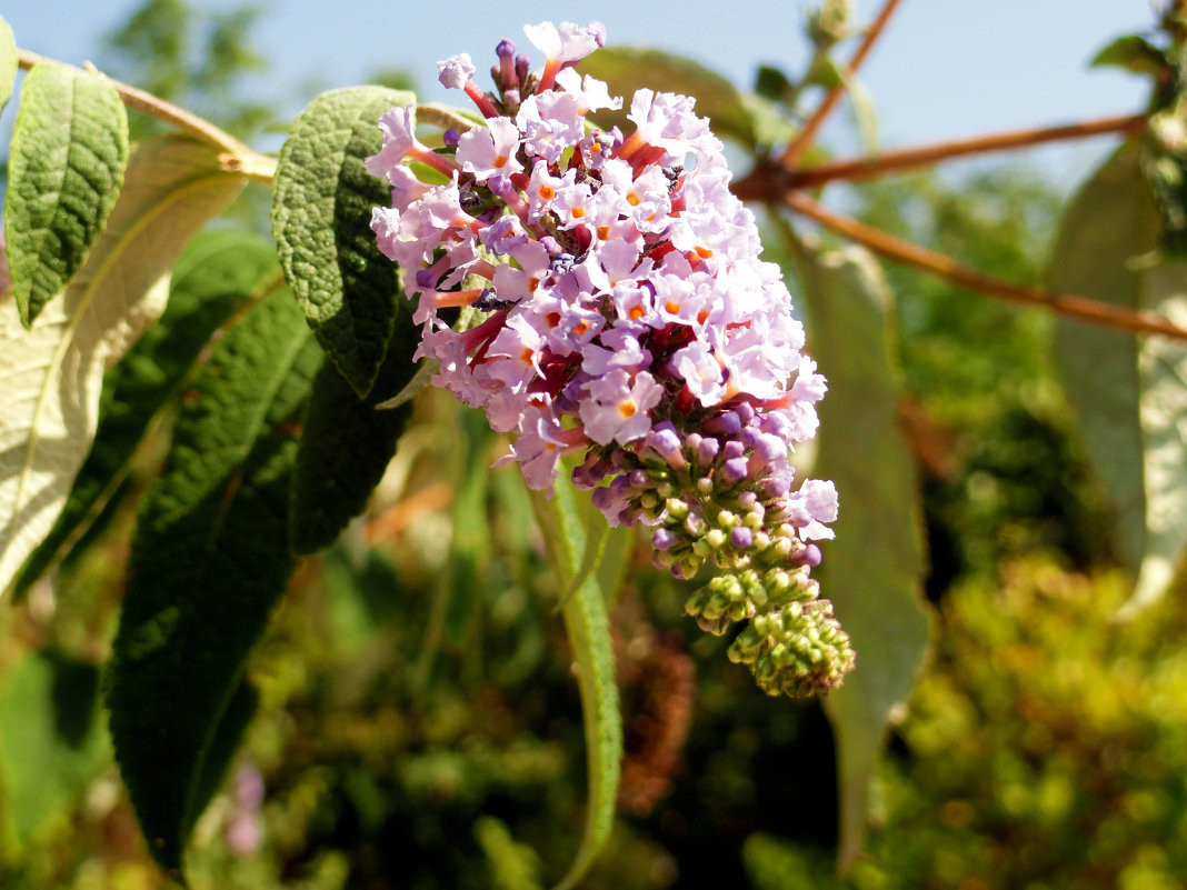 Jenis teman dan penjagaan: buddleya david tumbuh dari biji