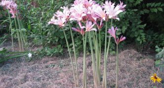 Amaryllis berbunga