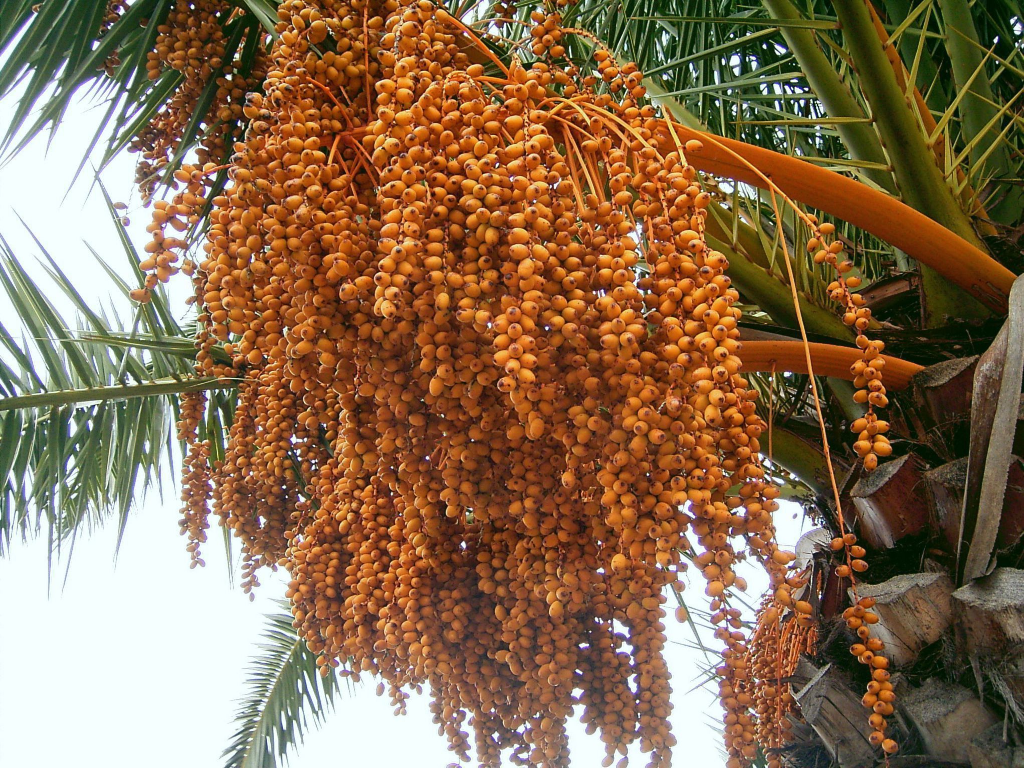 Bagaimana pokok kurma dan pokok oren tumbuh, bolehkah mereka ditanam di rumah?