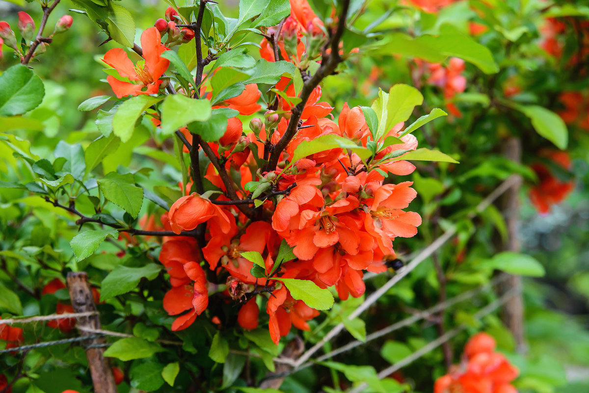 Quince Jepun: ciri penanaman dan penjagaan, gambar tanaman