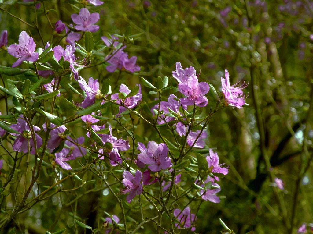 Rosemary Marsh, foto tumbuhan