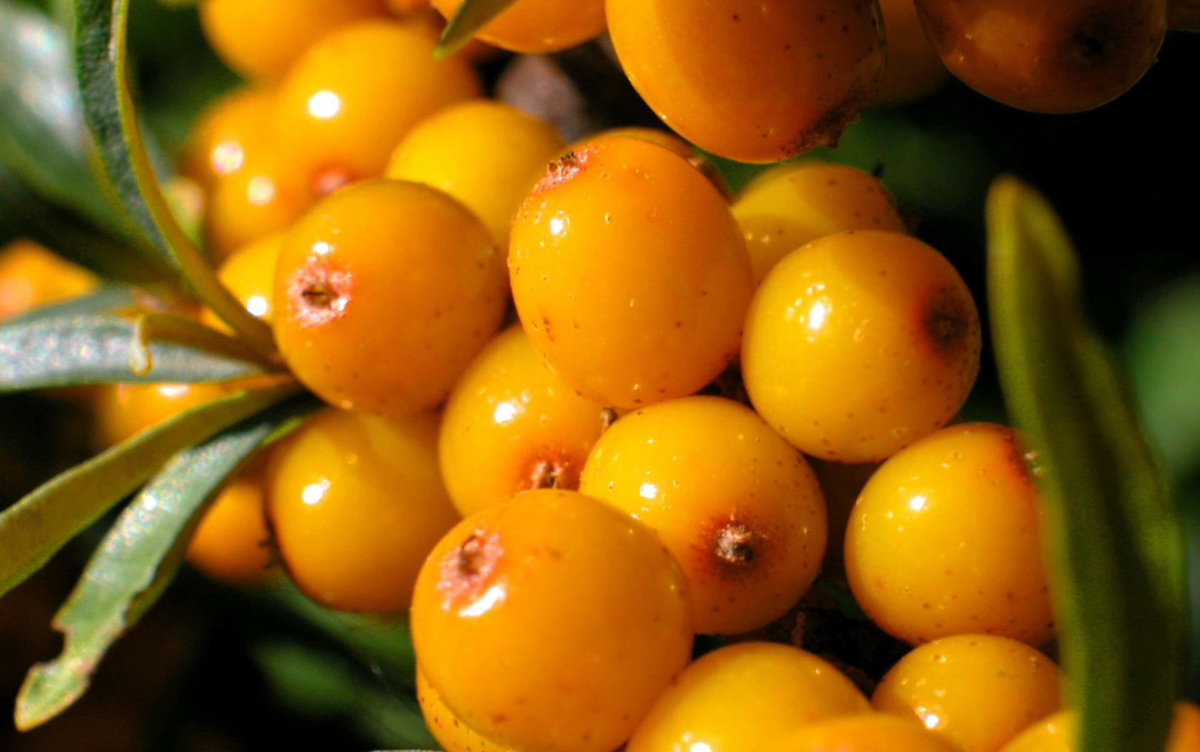 Sea buckthorn: petua untuk tumbuh, penyakit dan kawalan perosak