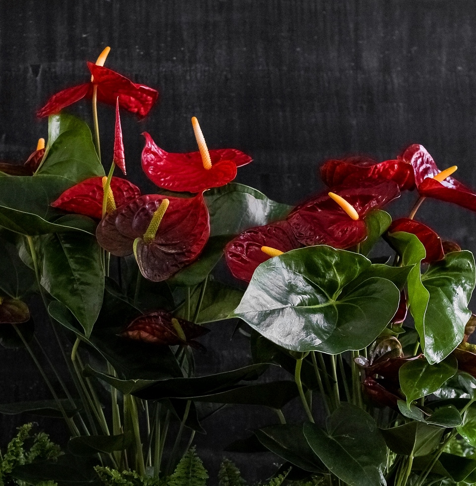 Anthurium Andre yang semakin meningkat di rumah