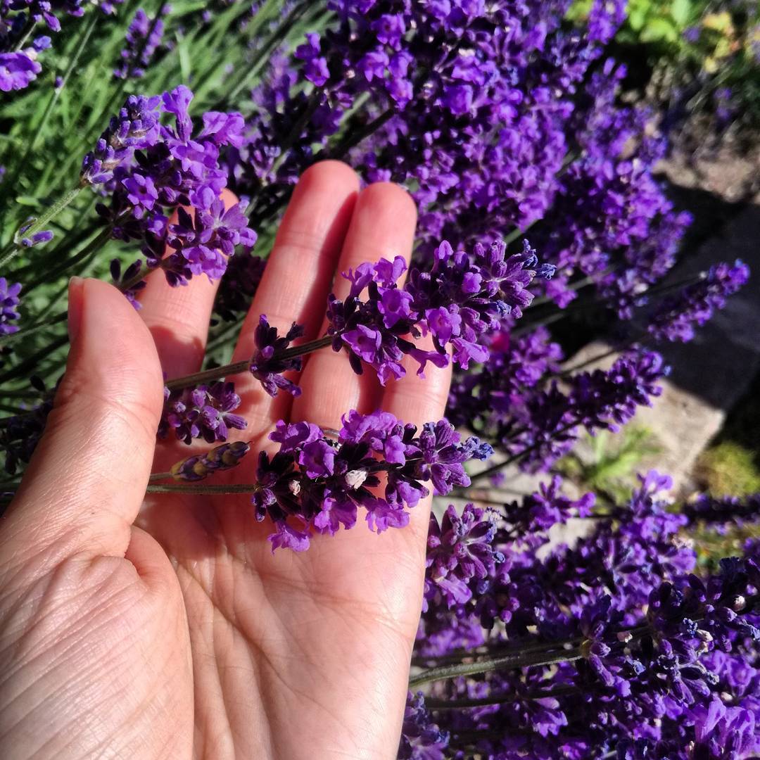 Lavender - bunga yang tumbuh di kebun