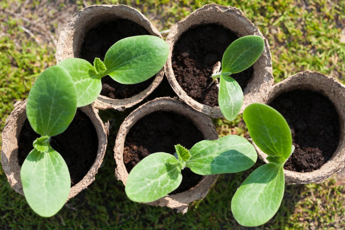 Cara menanam anak benih zucchini: pelbagai dan tarikh penanaman yang betul