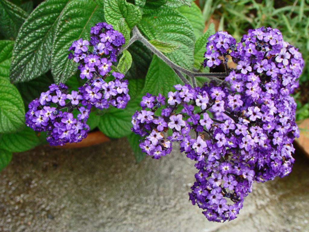 Heliotrope bunga wangi: varieti dan varieti dengan foto