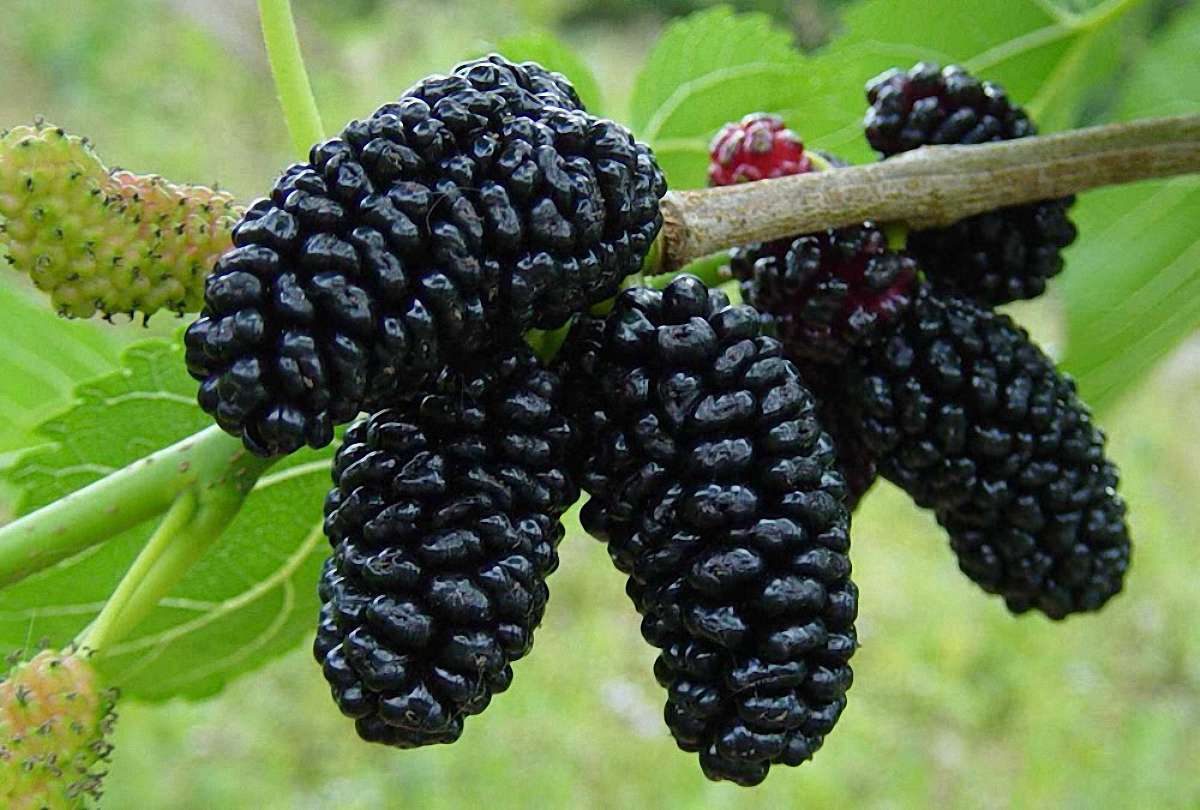 Varieti dan ciri penanaman mulberry