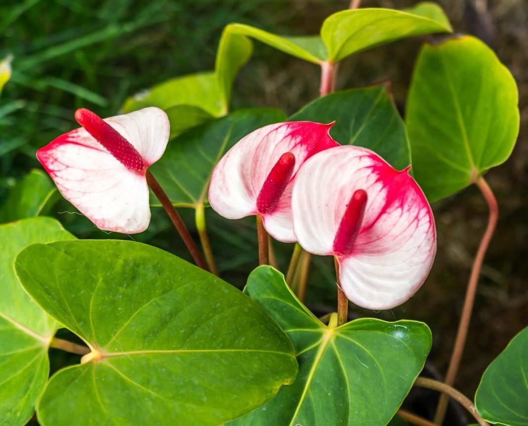 Bunga Anthurium (kebahagiaan lelaki): penjagaan rumah