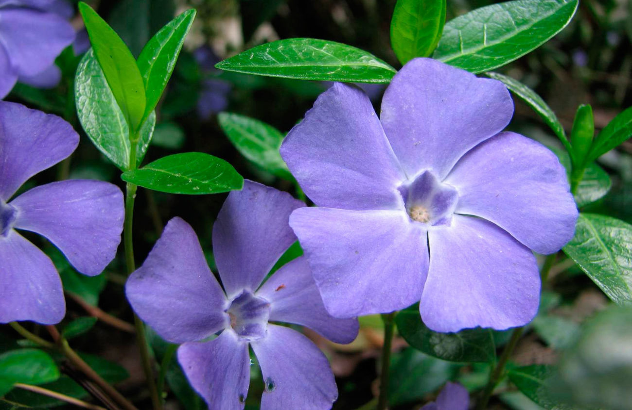 Tumbuhan periwinkle: menanam dan merawat di ladang terbuka