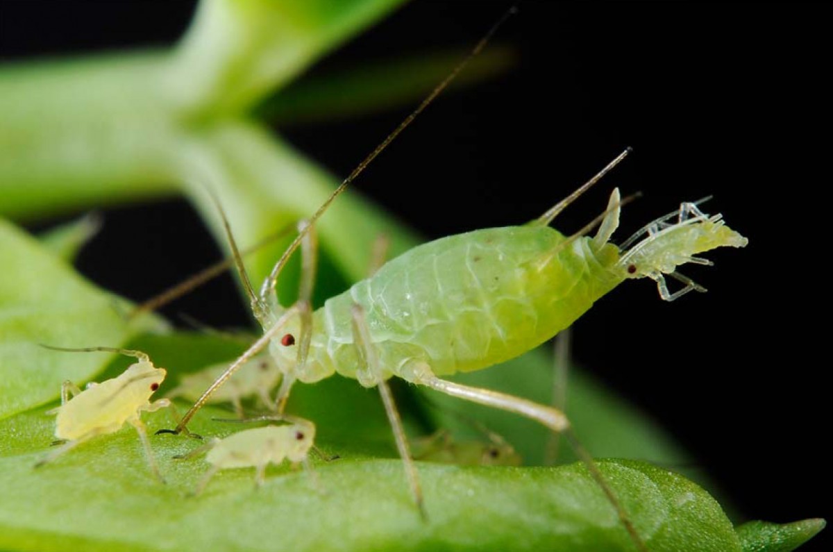 Aphid pada tumbuh-tumbuhan dalaman: bagaimana mengatasinya di rumah?