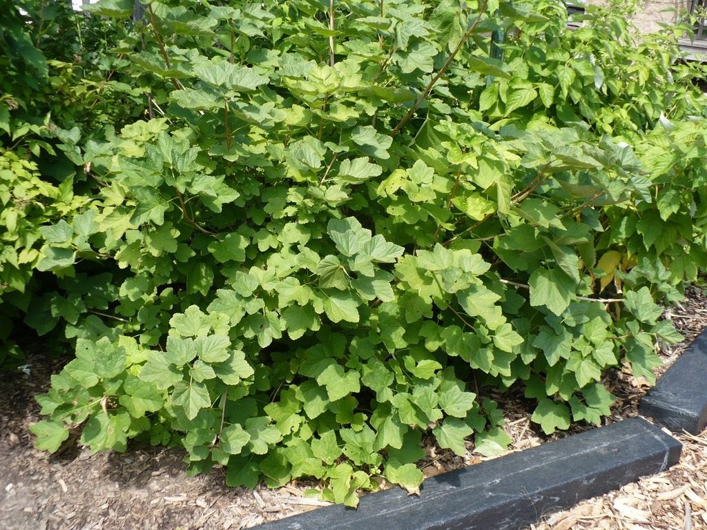 Tungau ginjal currant: bagaimana mengatasinya