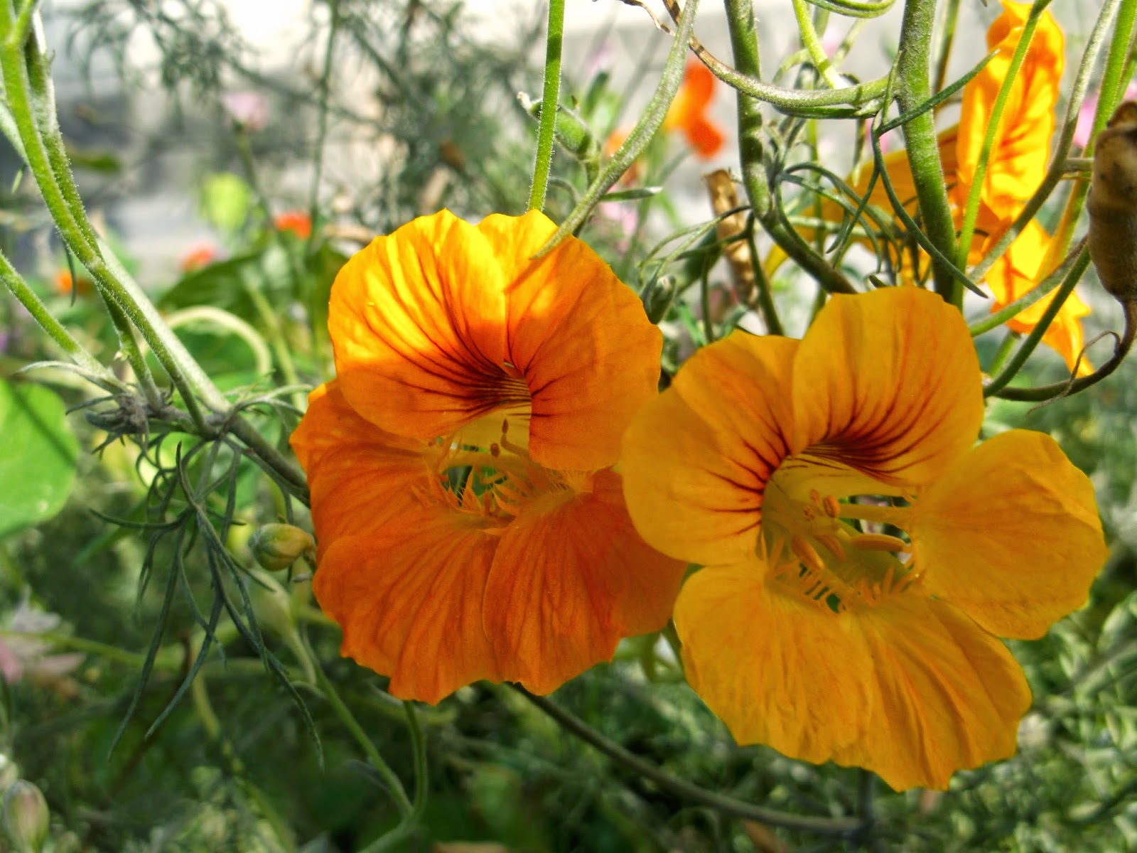 Nasturtium yang semakin meningkat: keterangan, foto bunga