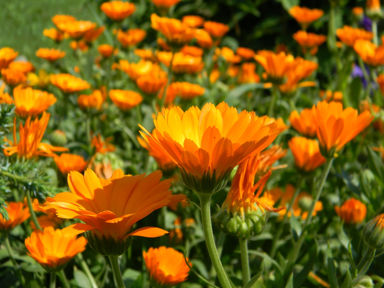 Penerangan tentang marigold: gambar dan gambar bunga marigold