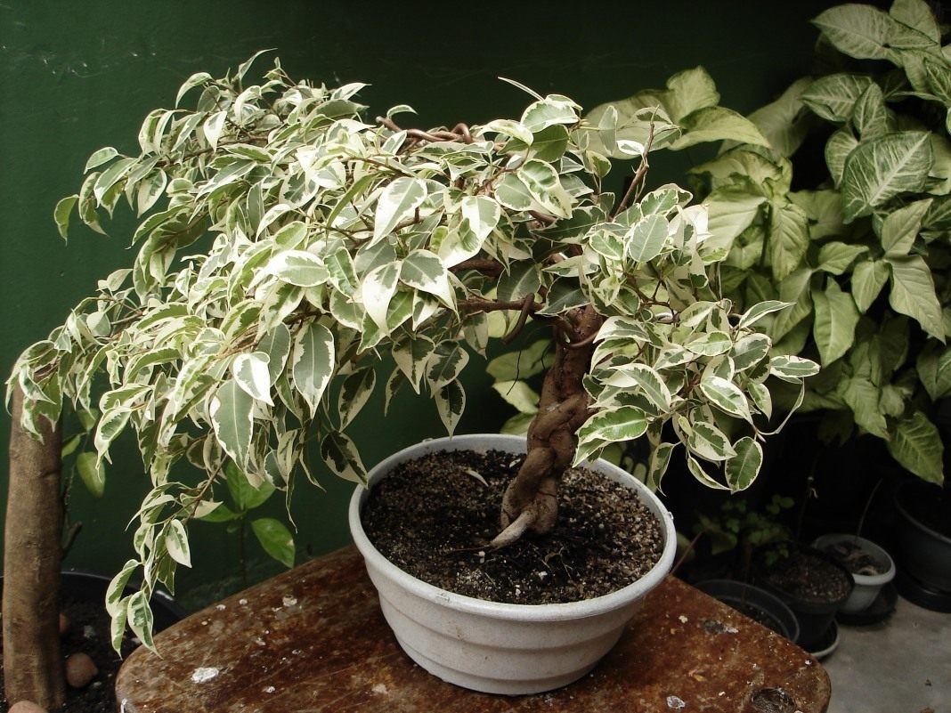 Ficus Benjamin: jenis, gambar dan penjagaan rumah