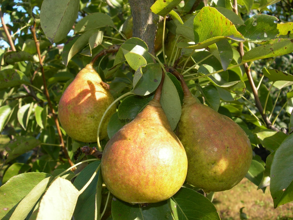 Memory Pear Yakovlev: kami menanam pelbagai musim sejuk dan berbuah