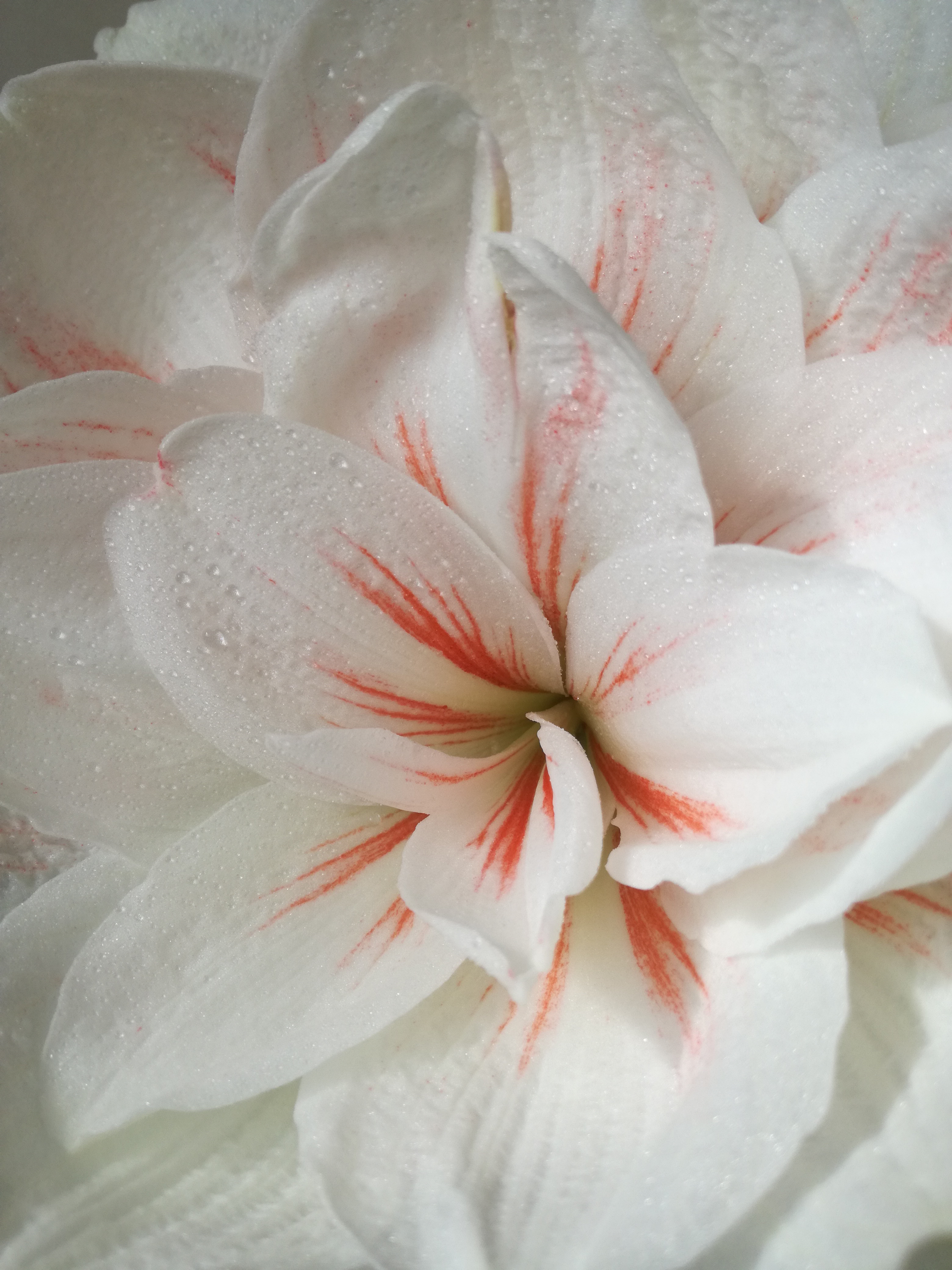 Perbezaan antara amaryllis dan hippeastrum, foto bunga ini