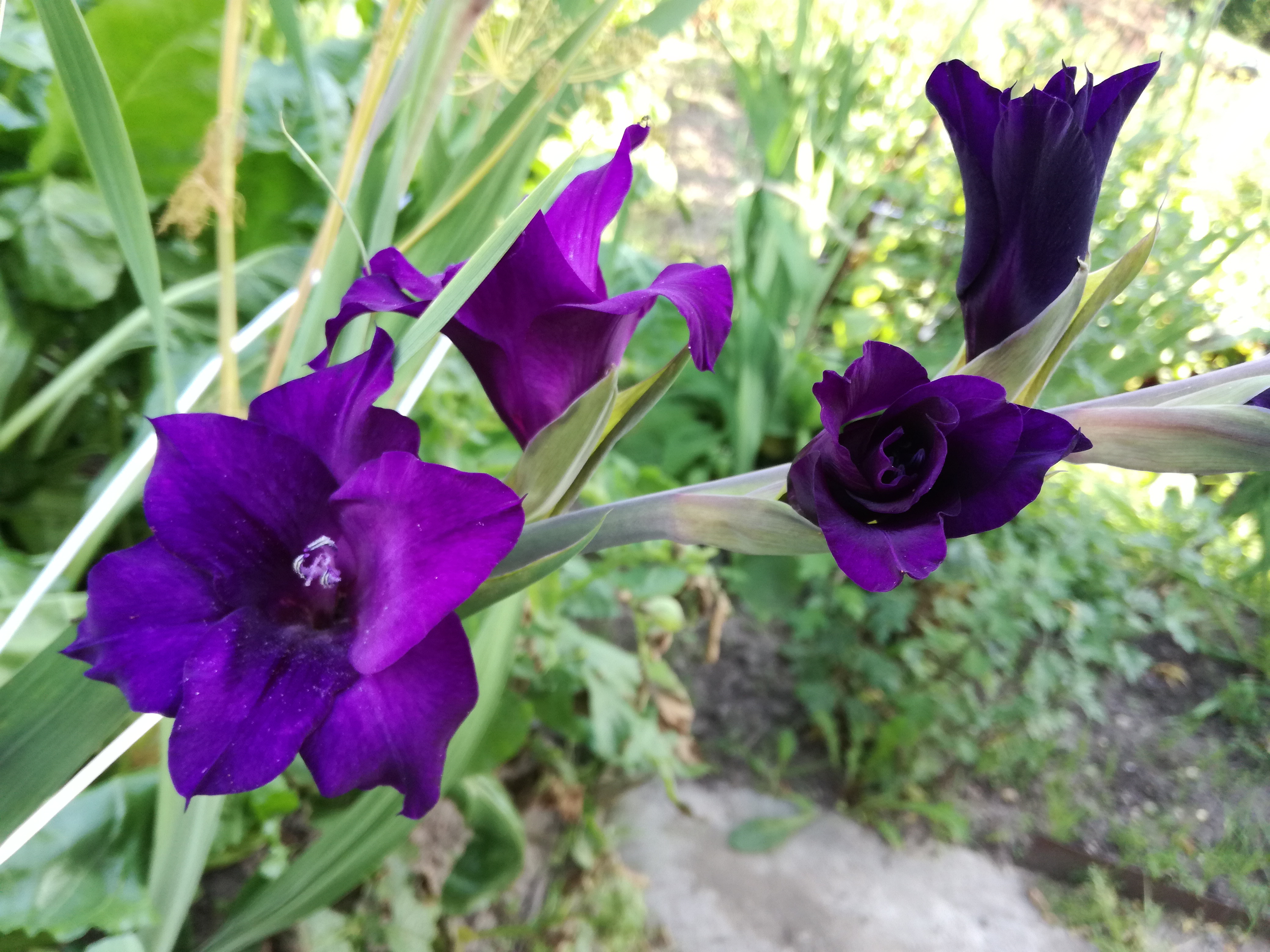 Taman gladioli: jenis varietas, foto dengan nama