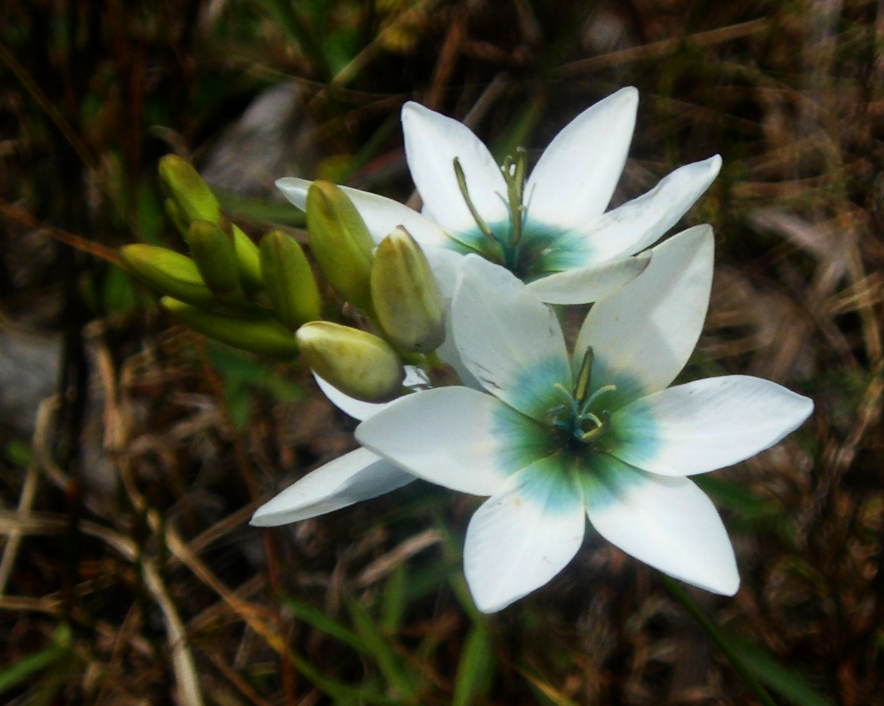 Ixia: menanam dan merawat bunga eksotik di ladang terbuka, foto