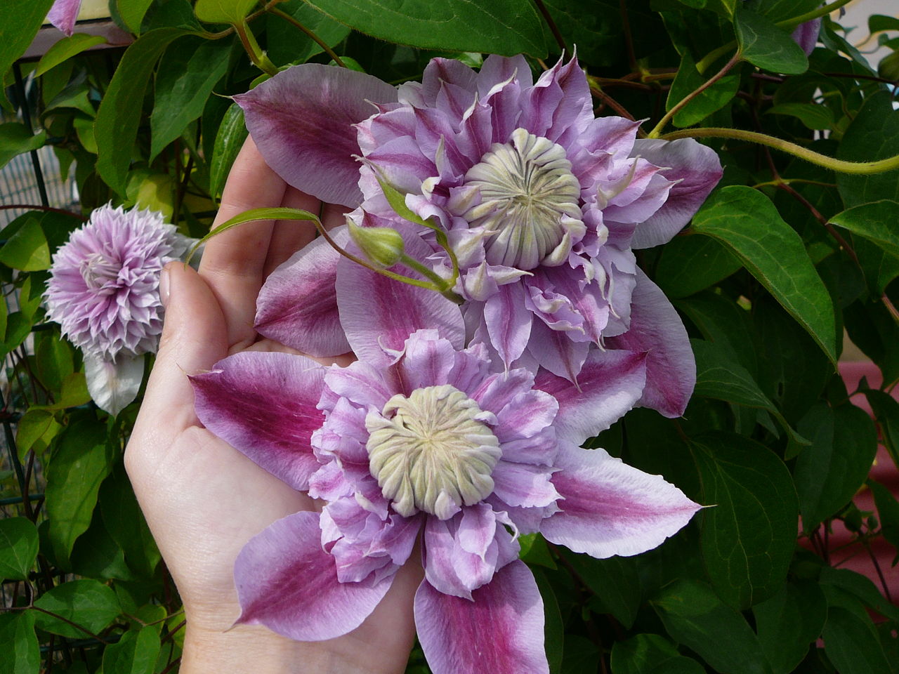 Penjagaan diri dan clematis