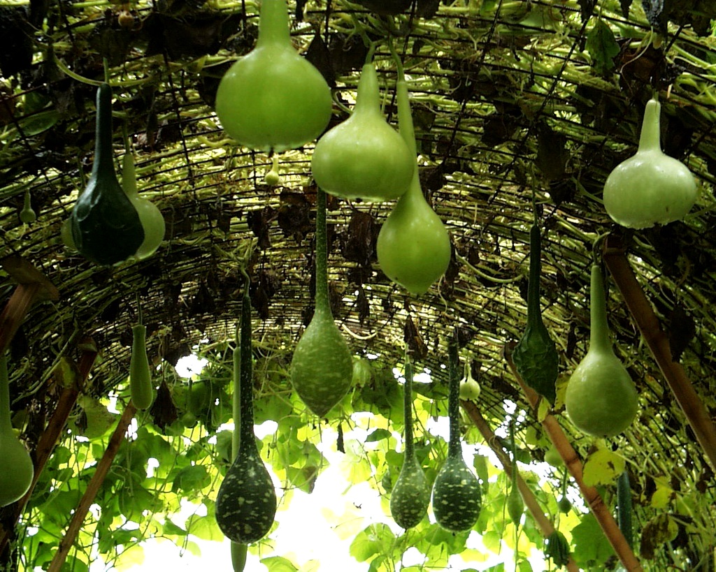 Labu unik - lagenaria botol: foto dan keterangan