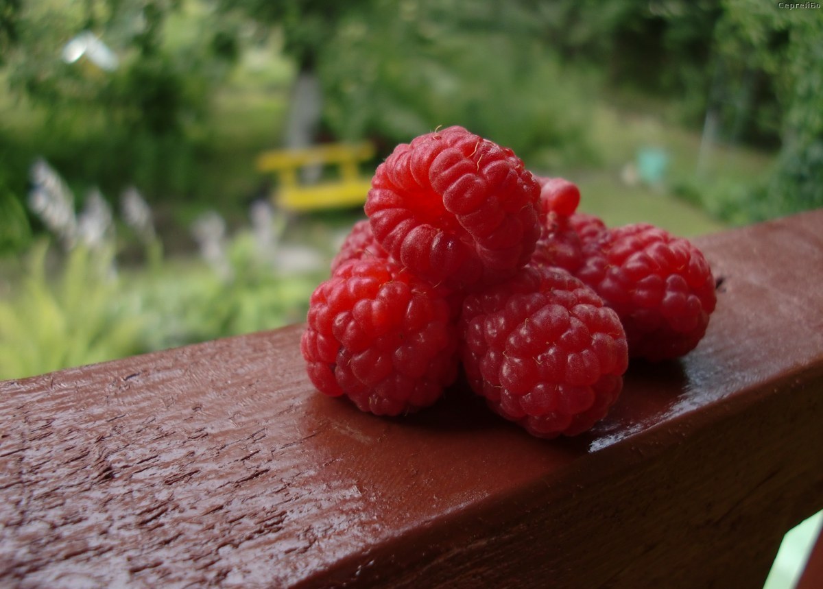 Raspberry Brilliant - pelbagai untuk iklim, kelebihan dan kekurangan.