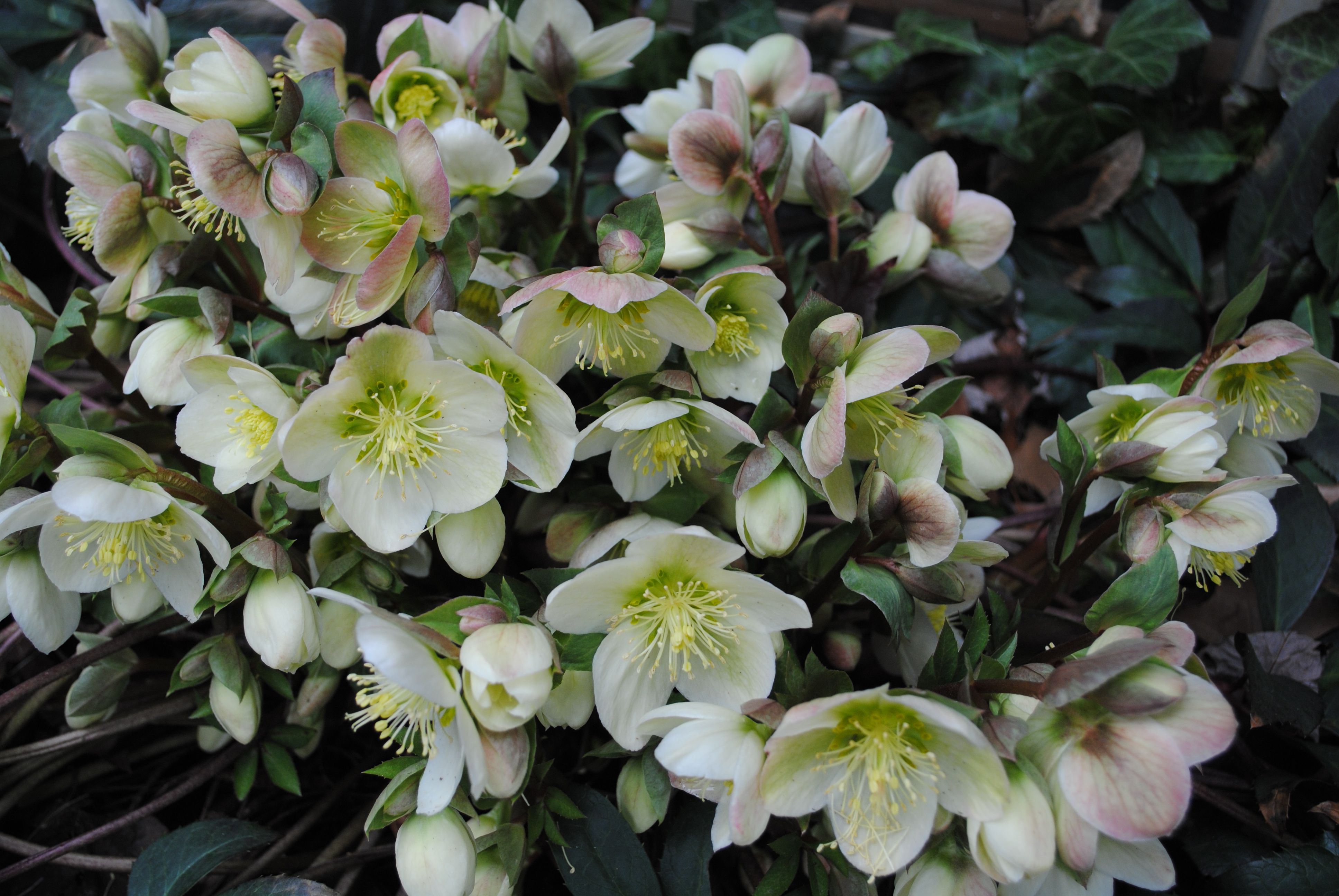 Tumbuhan Hellebore: penerangan, penanaman dan gambar bunga