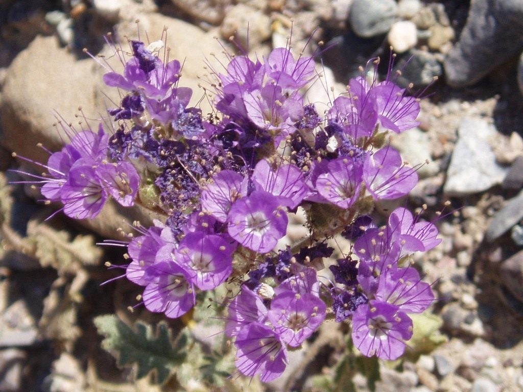 Phacelia california loceng: merawat dan menanam dari biji