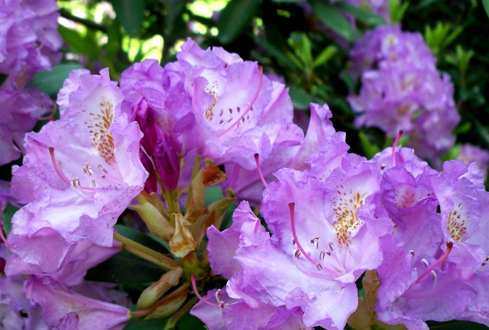 Rhododendron: sifat bermanfaat tanaman, teknologi penanaman dan penjagaan