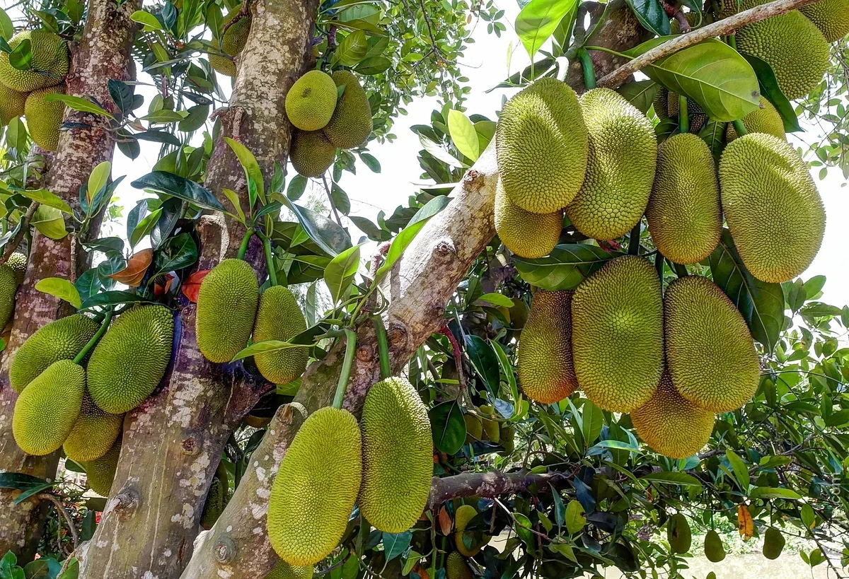 Buah sukun: foto, keterangan