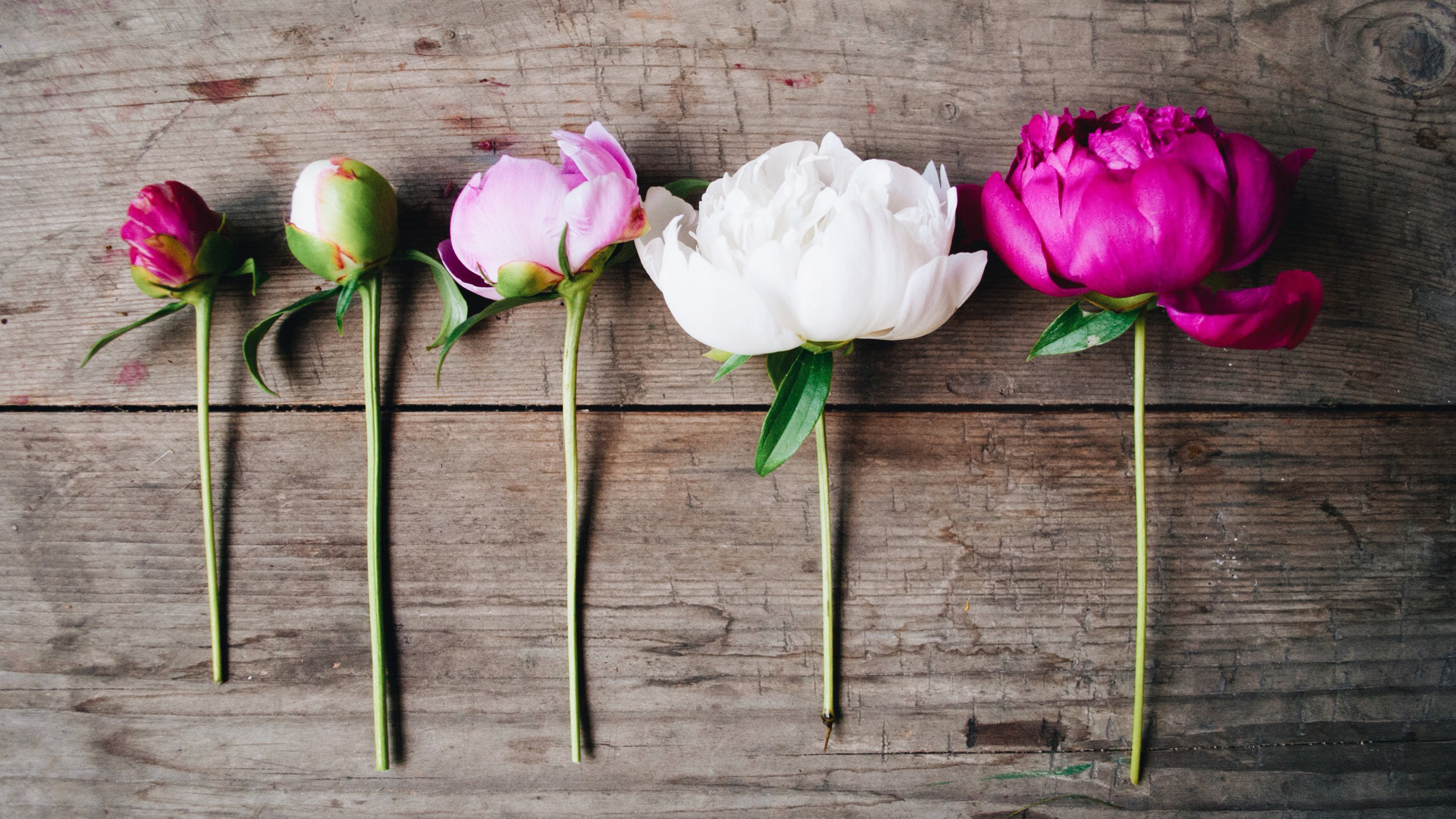 Peonies cantik: spesies, varieti dan galeri foto bunga yang indah