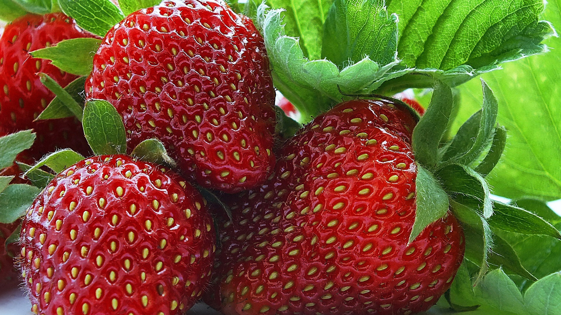 Supaya stroberi tidak jatuh sakit: sebab, gejala penyakit strawberi dan cara untuk melindungi dari mereka