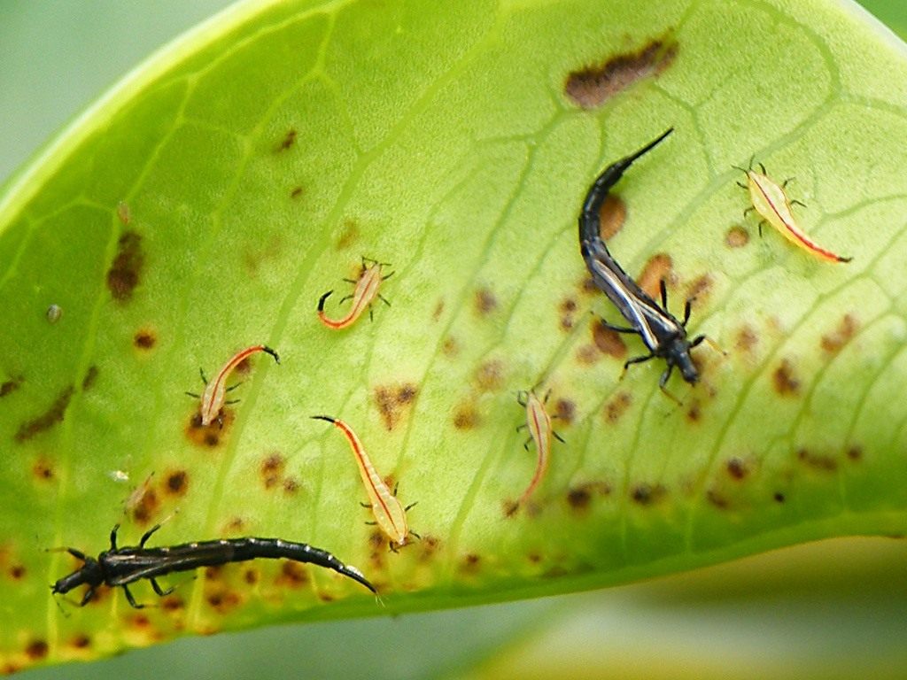 Cara mengatasi thrips pada tanaman dalaman: kaedah dan gambar