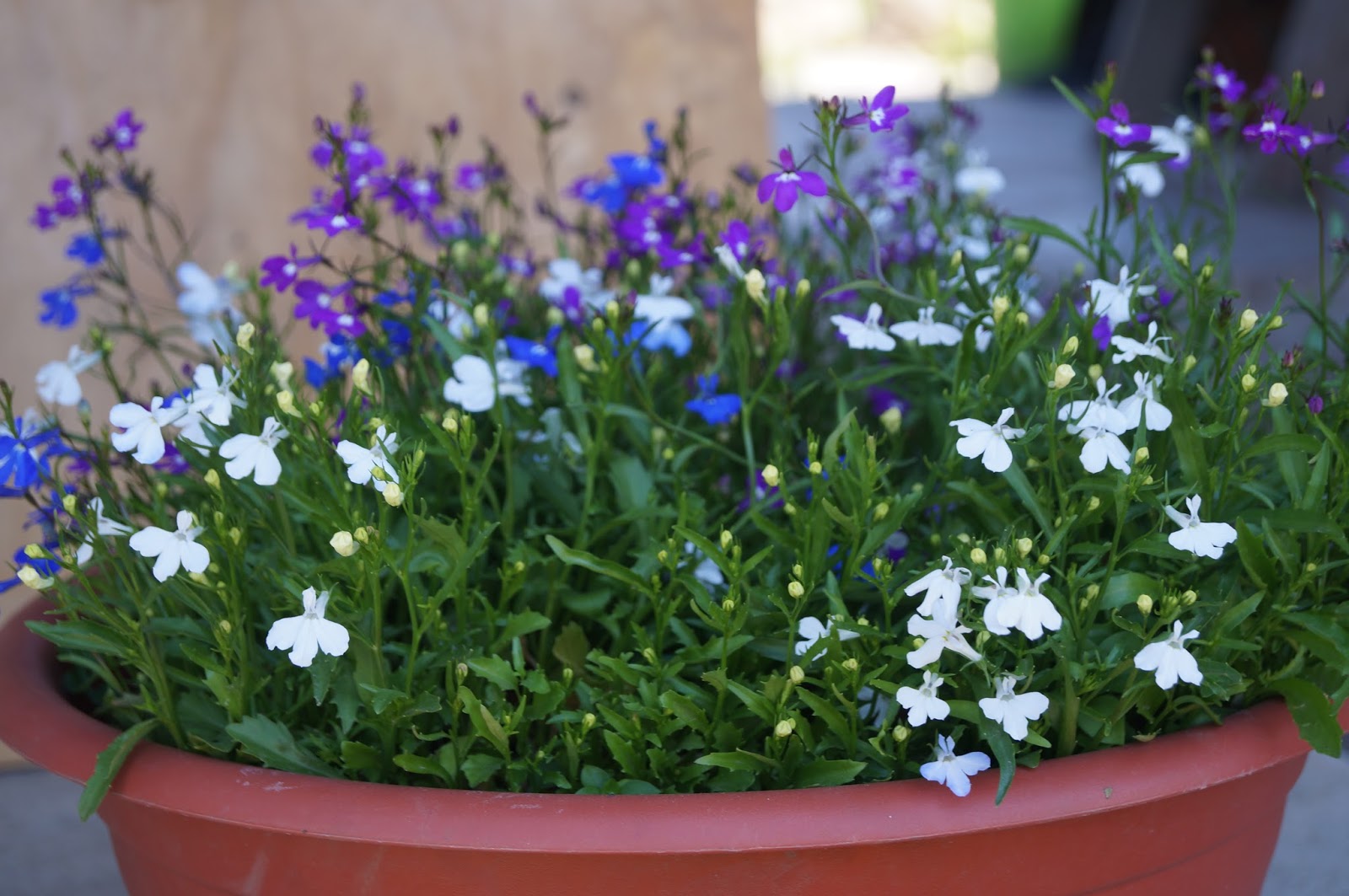 Tumbuh lobelia dari biji di rumah