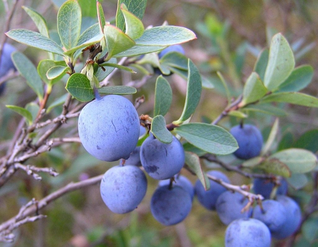 Peraturan pemangkasan blueberry: apa yang perlu anda ketahui semasa memulakan pemangkasan blueberry