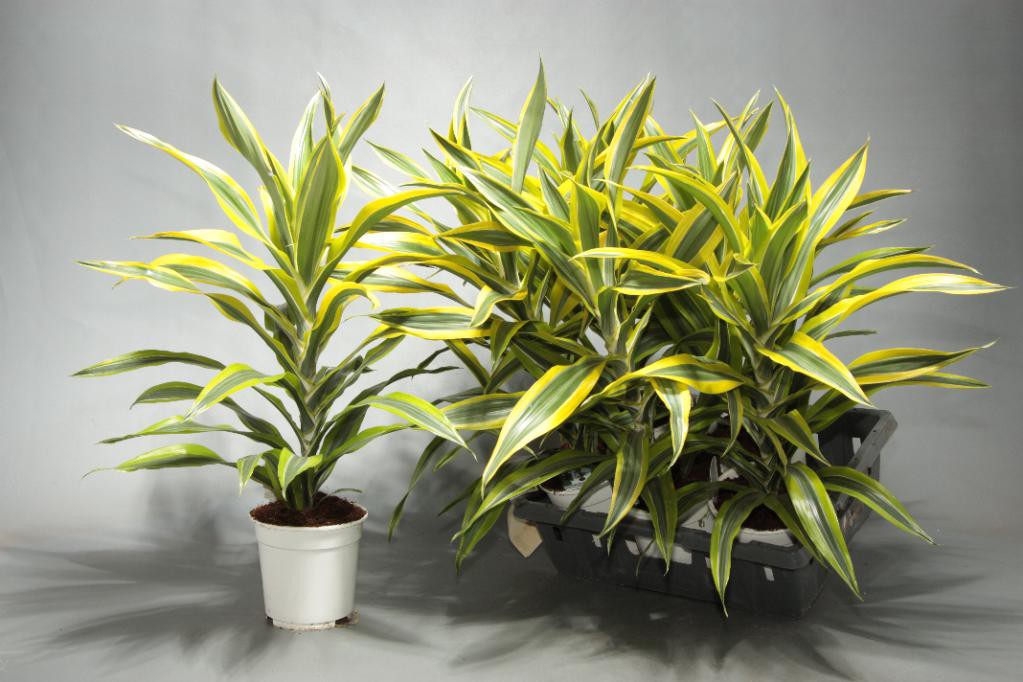 Jenis dracaena: gambar dan nama, penjagaan rumah