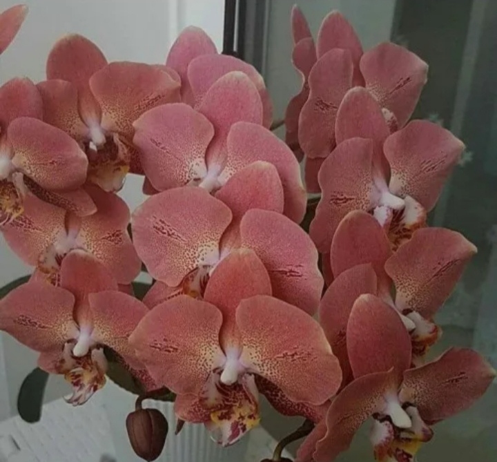 Menjaga phalaenopsis selepas kedai di rumah