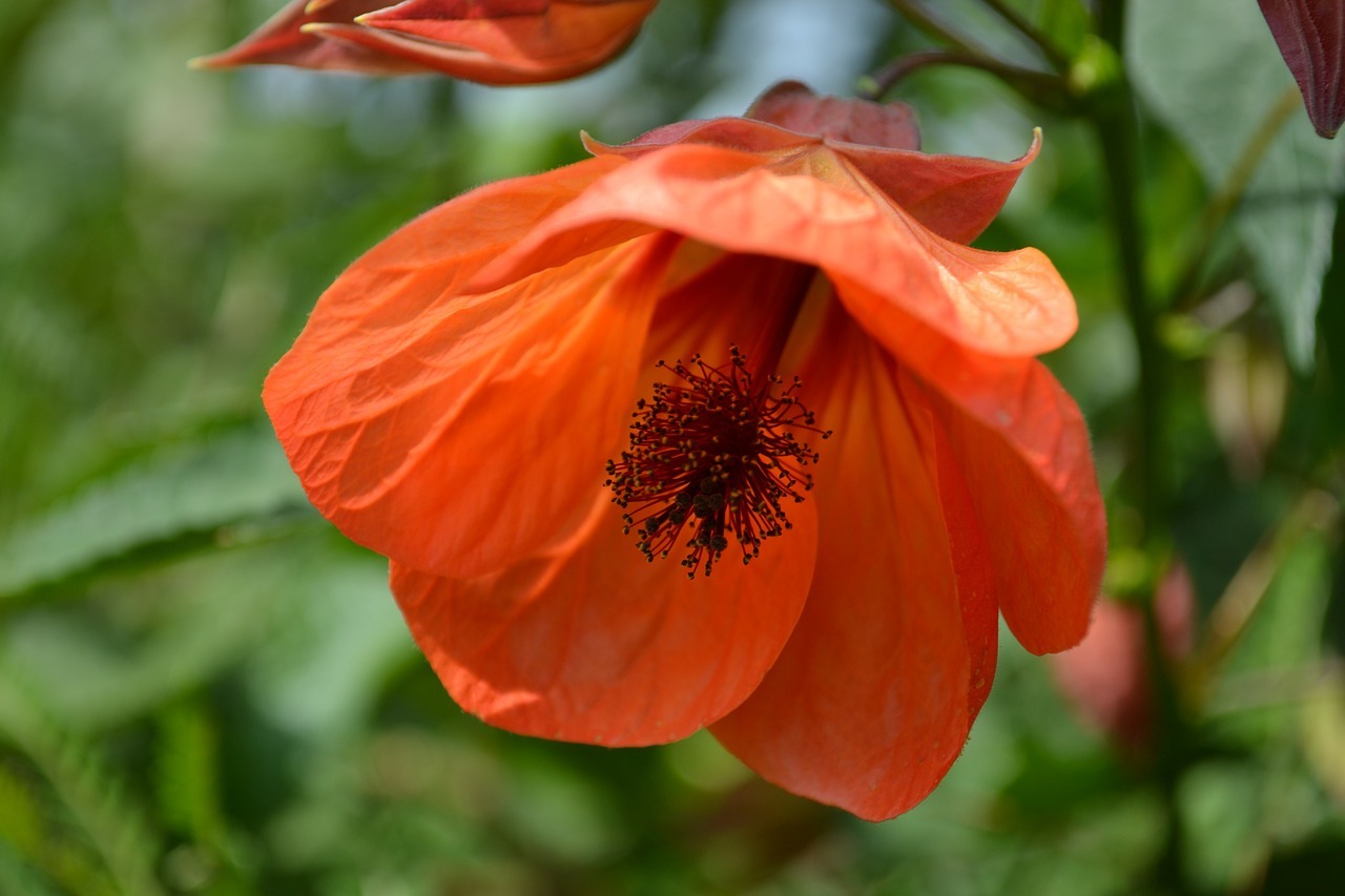 Merawat abutilon di rumah: varieti, foto