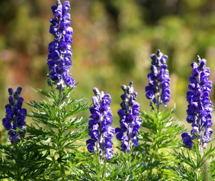 Tumbuhan aconite