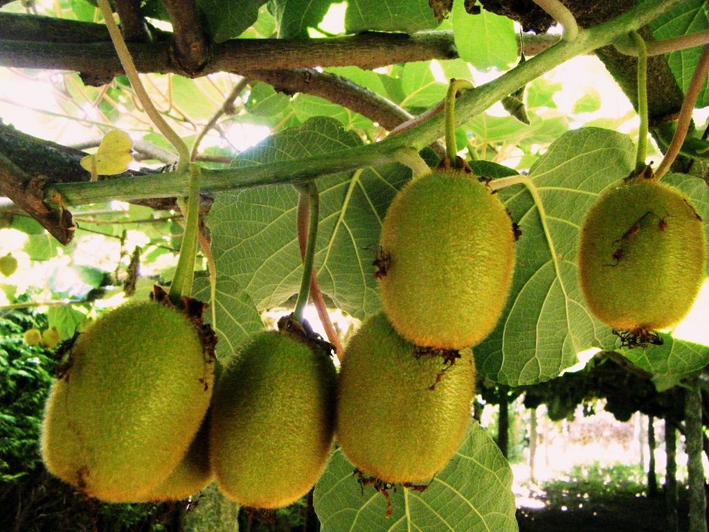 Actinidia yang semakin meningkat: foto, penjagaan dan penanaman di wilayah Moscow