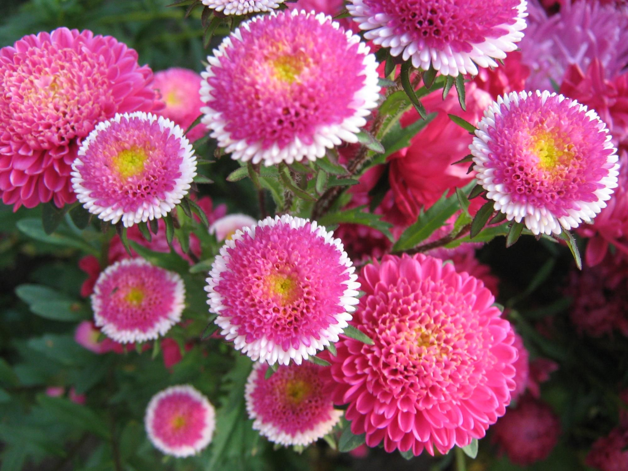 Tumbuh aster dari biji di rumah