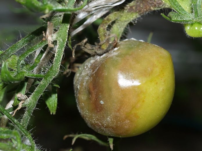 Nekrosis bakteria pada tomato