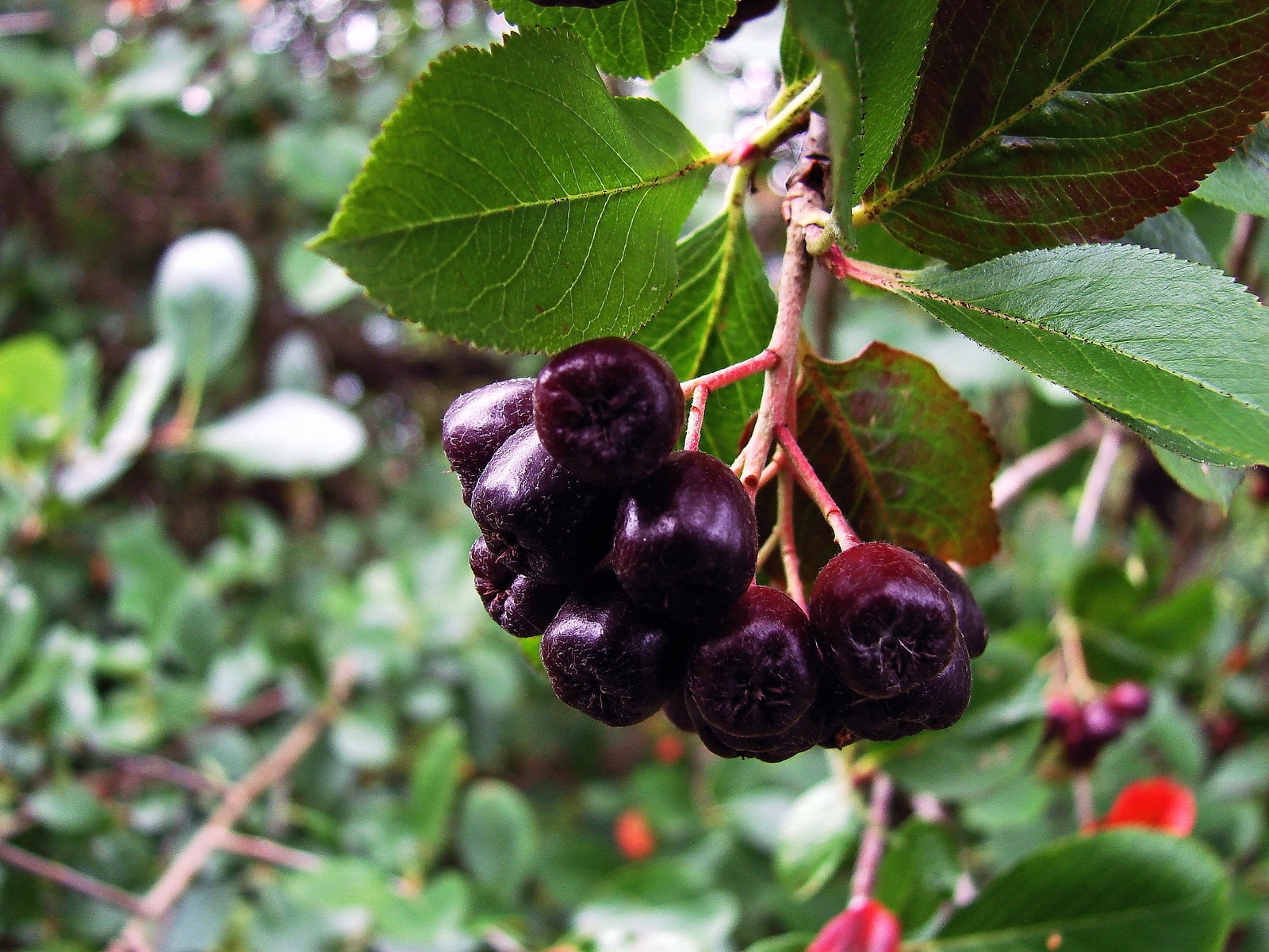 Chokeberry hitam dan tumbuhan yang berkaitan dengan abu gunung biasa