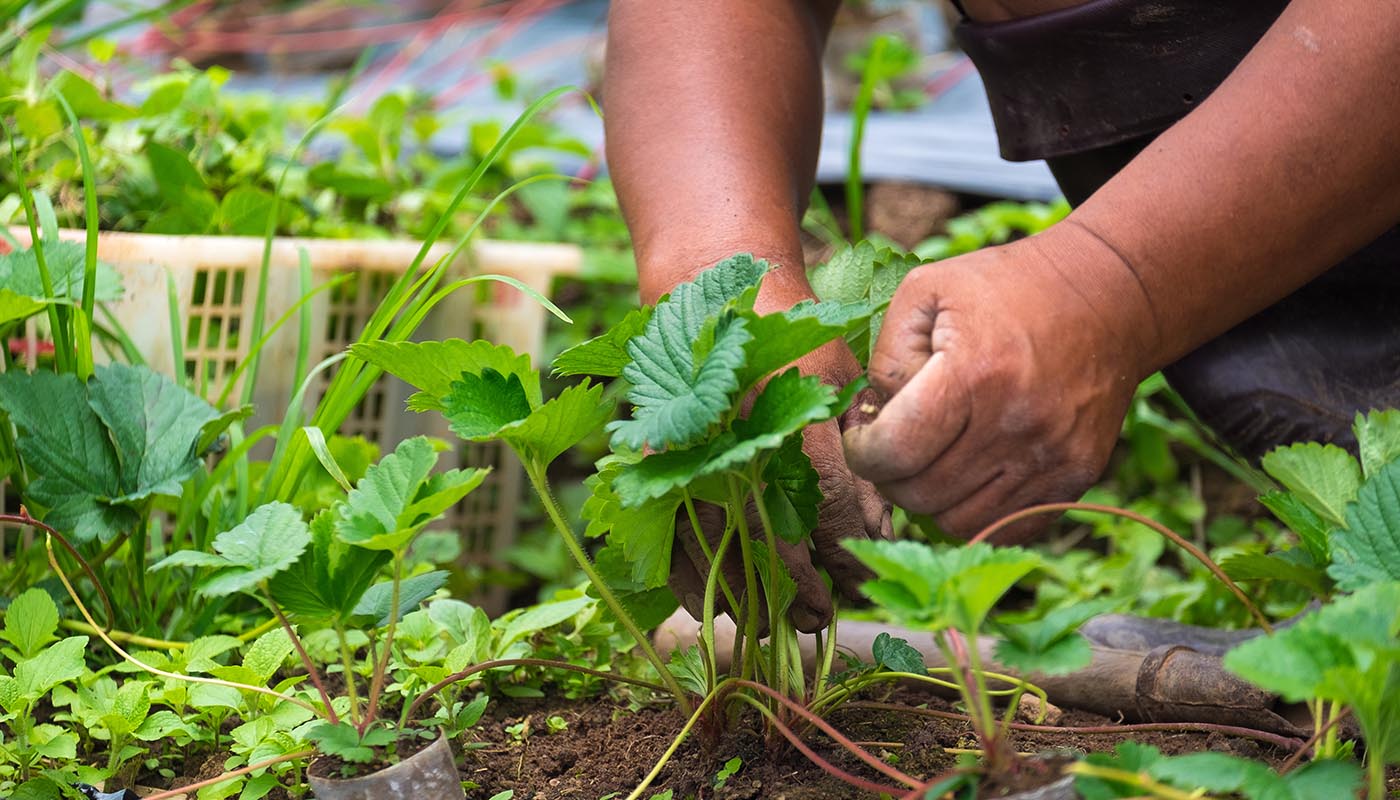 Cara untuk melindungi strawberi dari perosak dan penyakit, kaedah kawalan dan langkah keselamatan